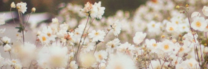 AdaManada's profile banner image