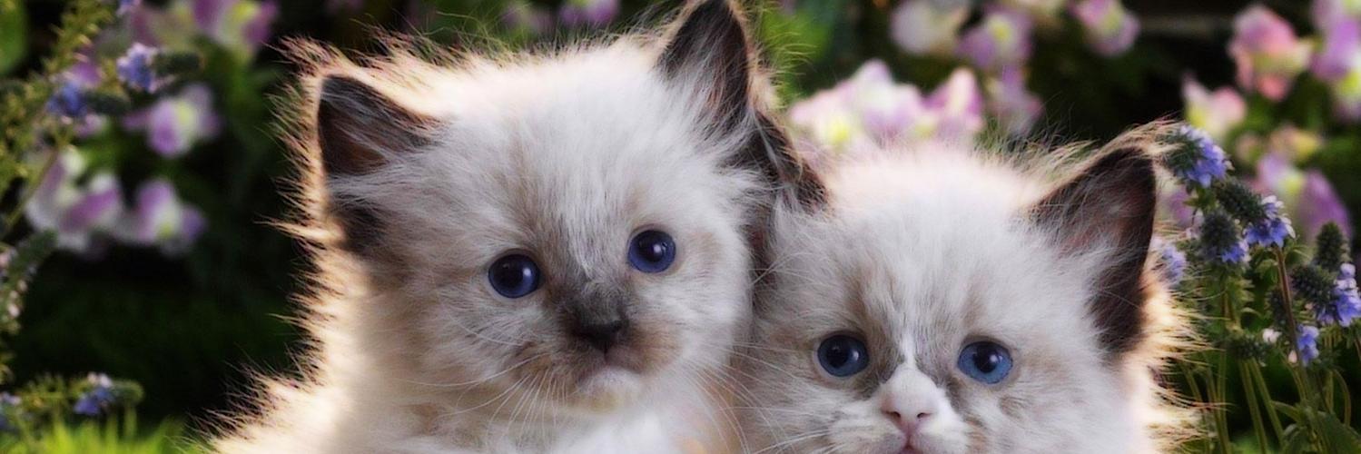 Cute Animals Pix banner