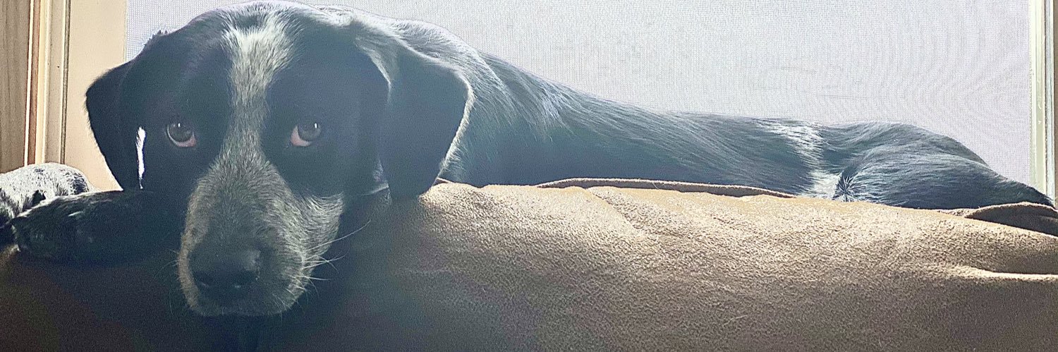 brookeryner's profile banner image