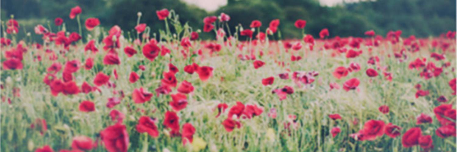 Yolanda_239's profile banner image