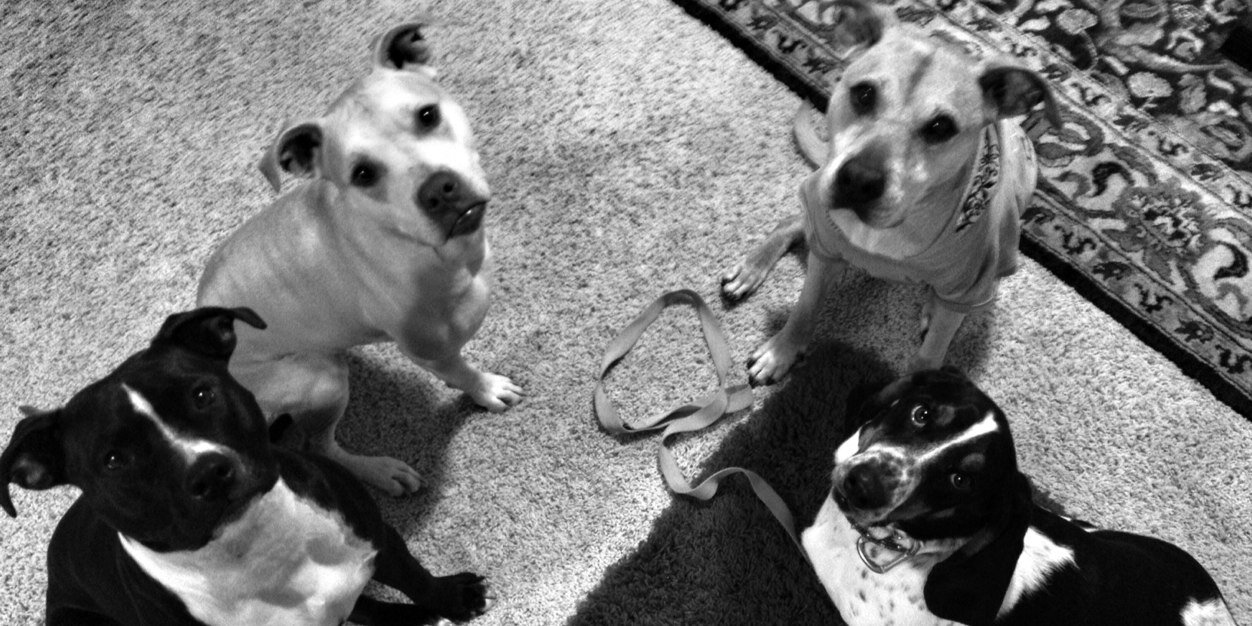 roguek9training's profile banner image