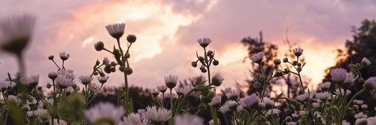 TANIACORONADOO's profile banner image