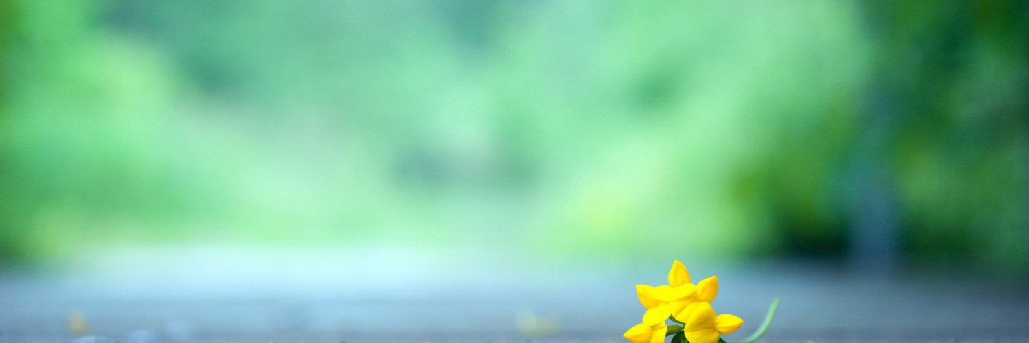 Lois Reed banner