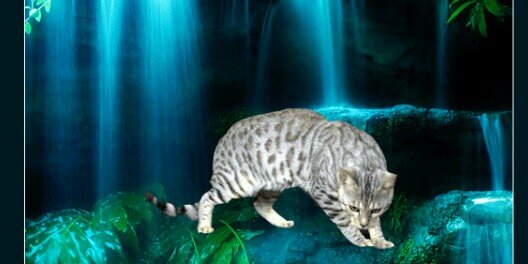 TigerofDF's profile banner image