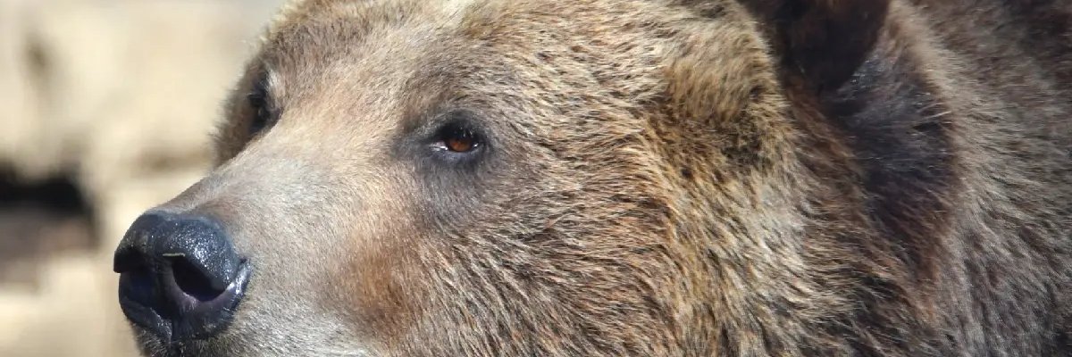 antonio_nemcd's profile banner image