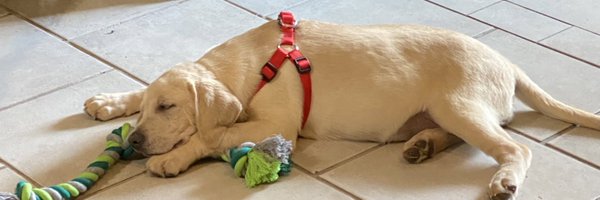 schlenk Profile Banner