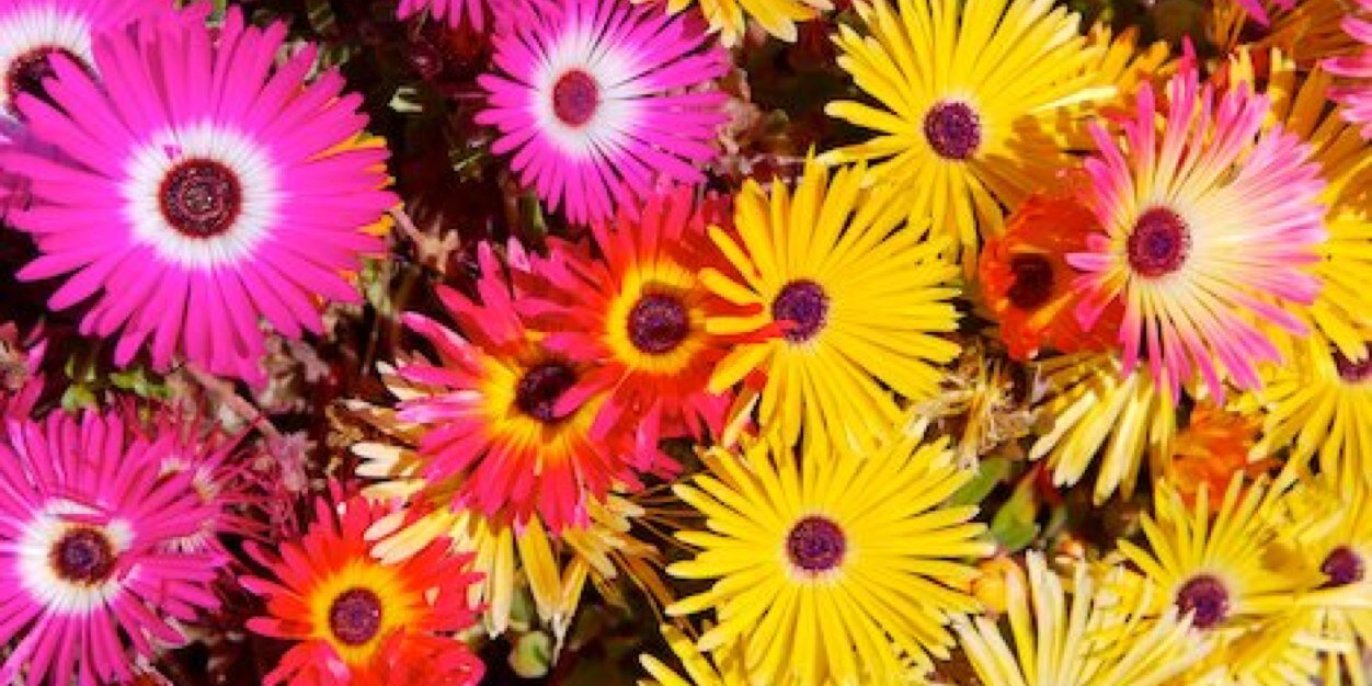 Jennifer Barish banner