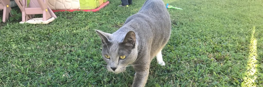 Krista Caisley💉 banner