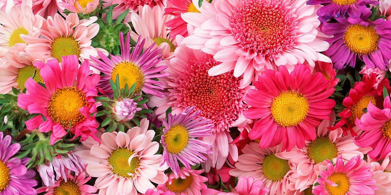 Blumen17's profile banner image