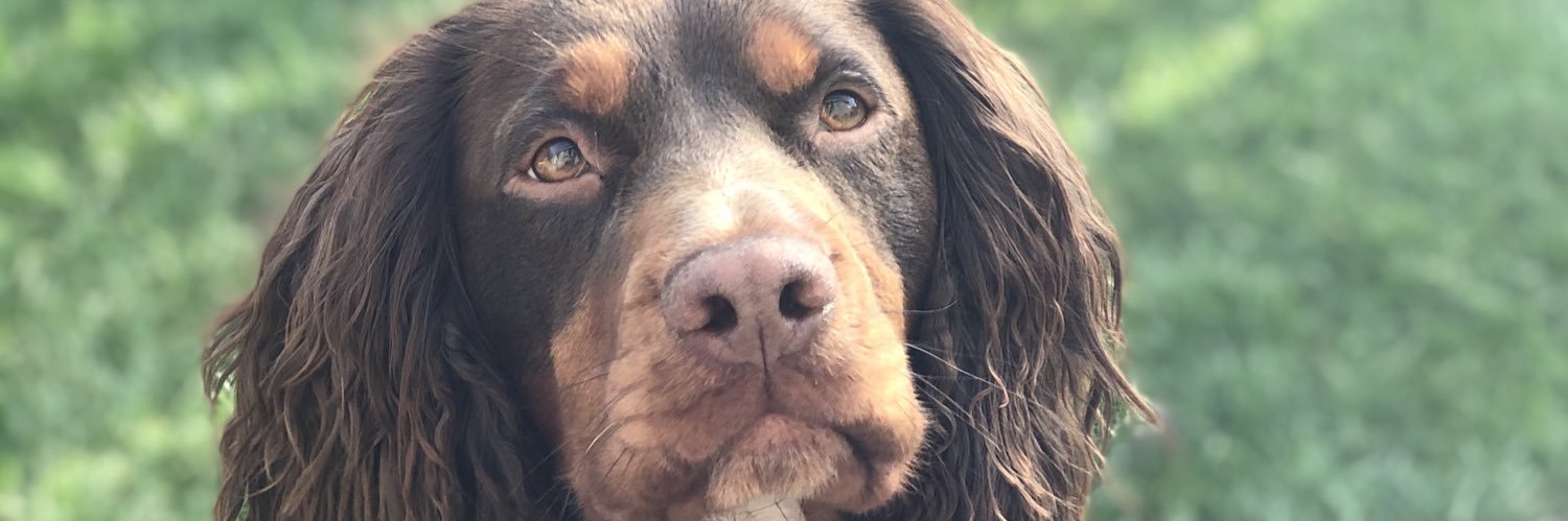 david mcdonald banner