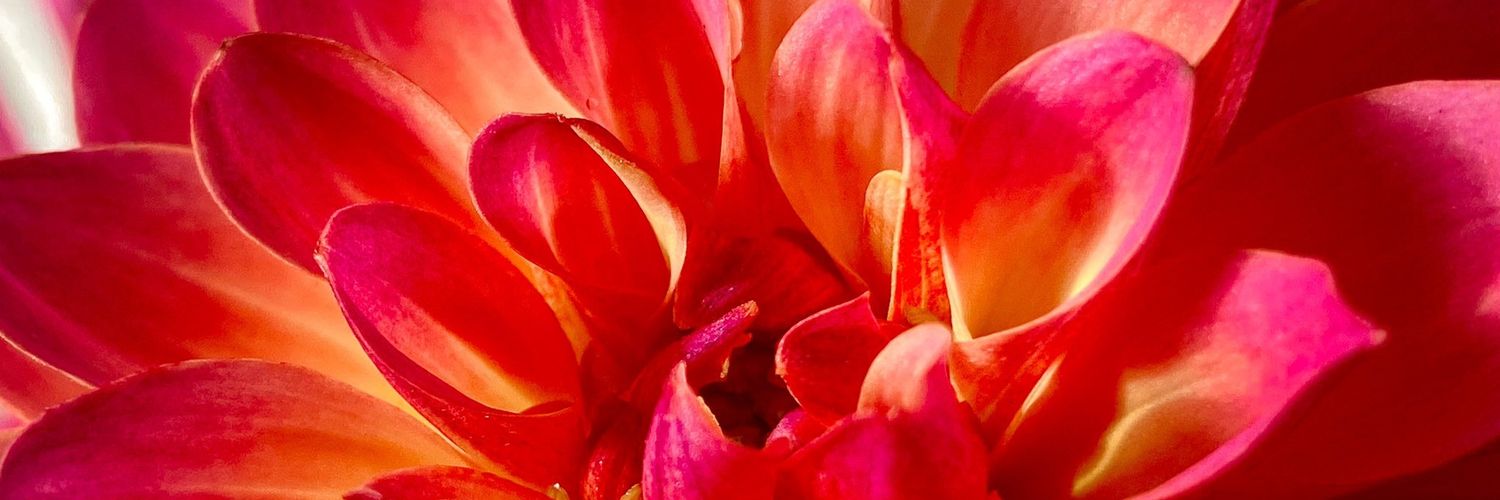 tonicke's profile banner image