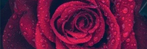 #MyPrincess 🌸🌼🌸🪷🪷🪷 banner