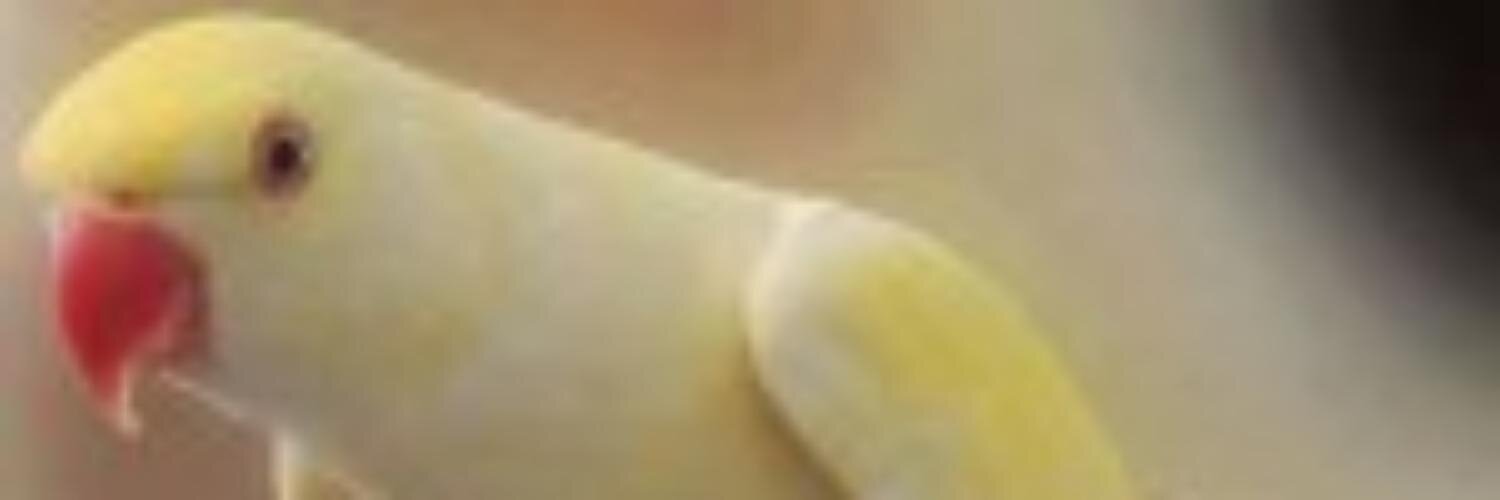 pdash1968's profile banner image
