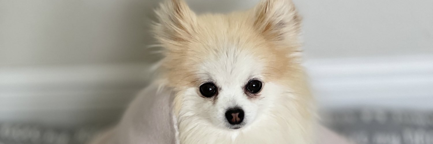 digicey's profile banner image