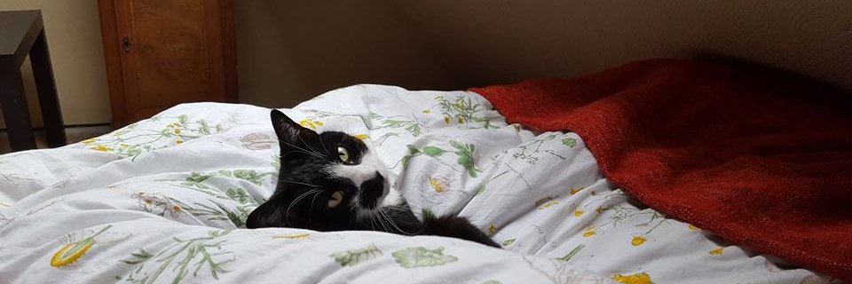 DijkMilou's profile banner image