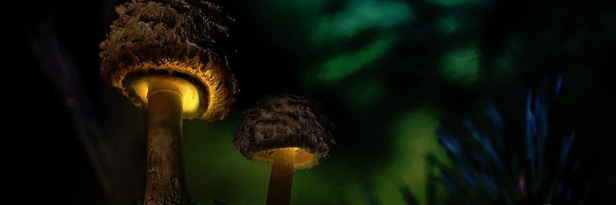 PaddyThePole's profile banner image