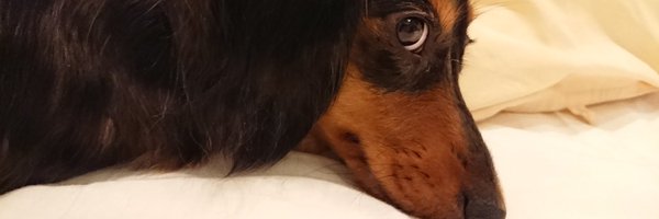 _shiro16 Profile Banner