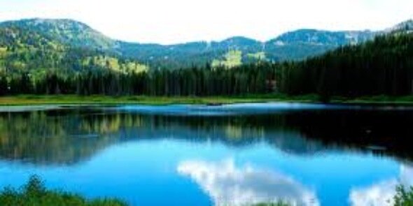 Grasmere Swan banner