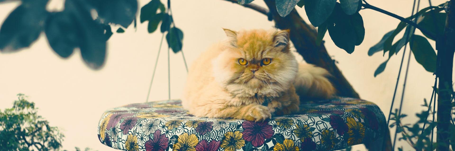 CatClubBr's profile banner image