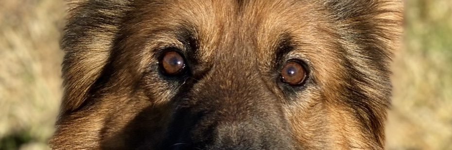 🐾💫JuneBug 💫🐾🚜 banner