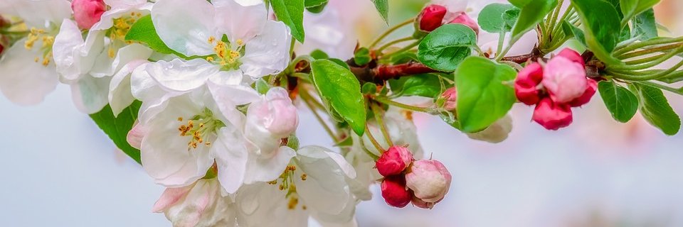 jardinsdavalon's profile banner image