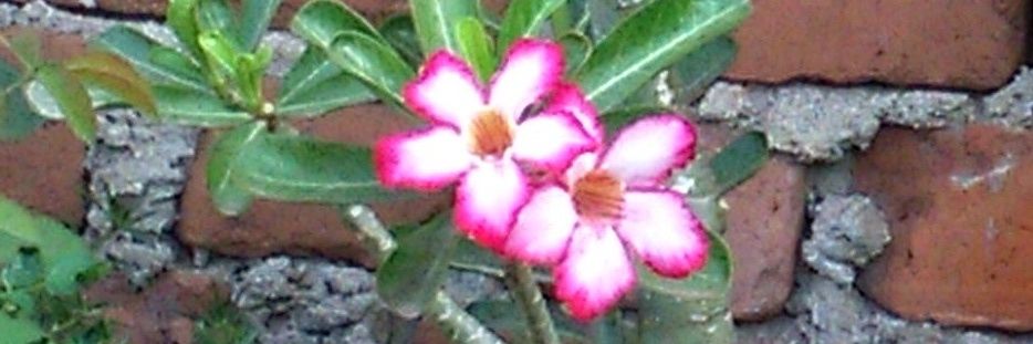 ashwin_RT's profile banner image