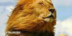 MiHalconx100pre's profile banner image