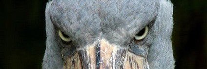 kiaalyn's profile banner image