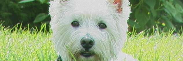 angie buffa banner