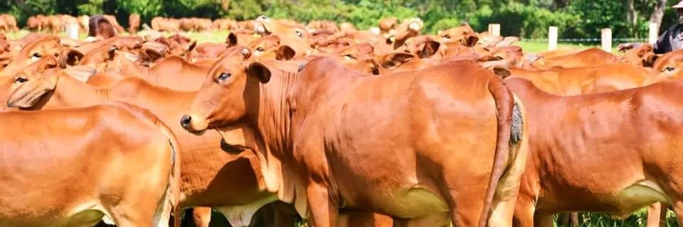 r_kooki's profile banner image