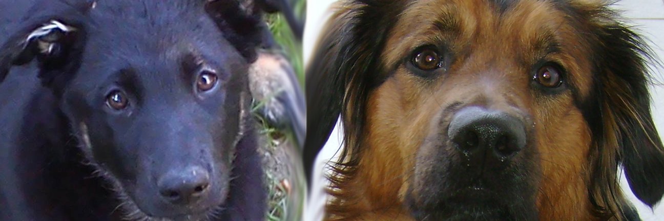 Rok Pogorelcnik banner