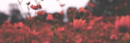 wildestxstyles's profile banner image