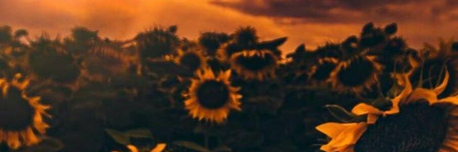 Stormie McMaster banner