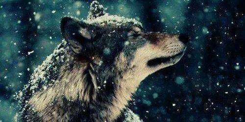 avnikbinabbas's profile banner image