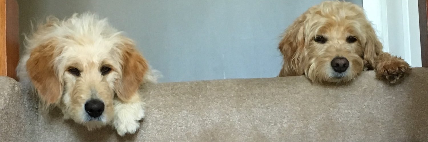 cat_sullrich's profile banner image