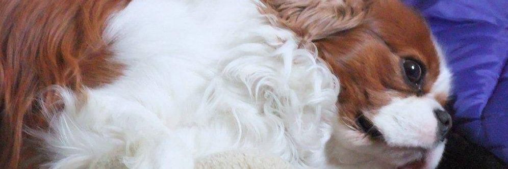 Little_Scamper's profile banner image