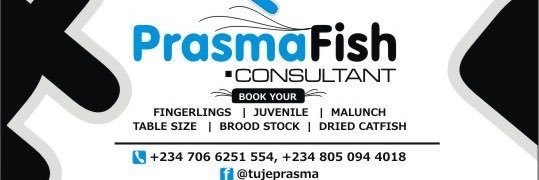 Tuje prasma banner