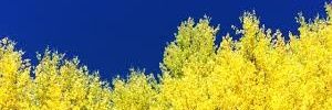 kalweAaaa's profile banner image