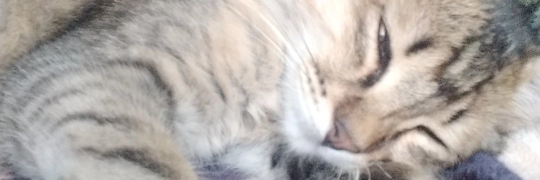 kakasense's profile banner image