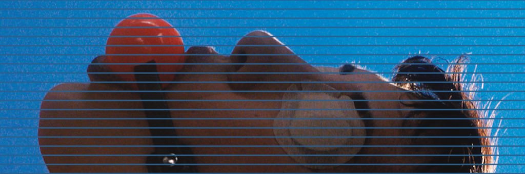 CourtshipRitual's profile banner image