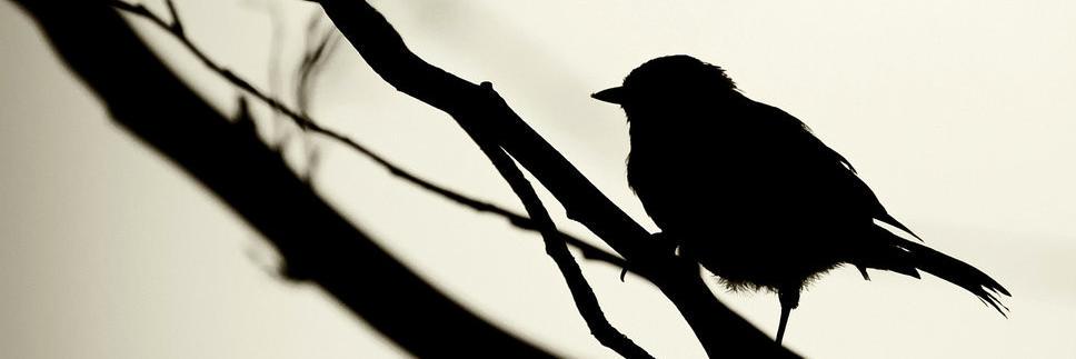 capan_ogluu's profile banner image