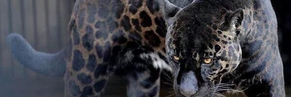 Bn2murphy's profile banner image