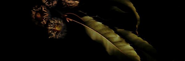 genomcc Profile Banner