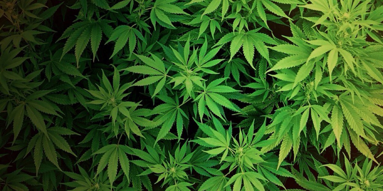 rt_weed's profile banner image