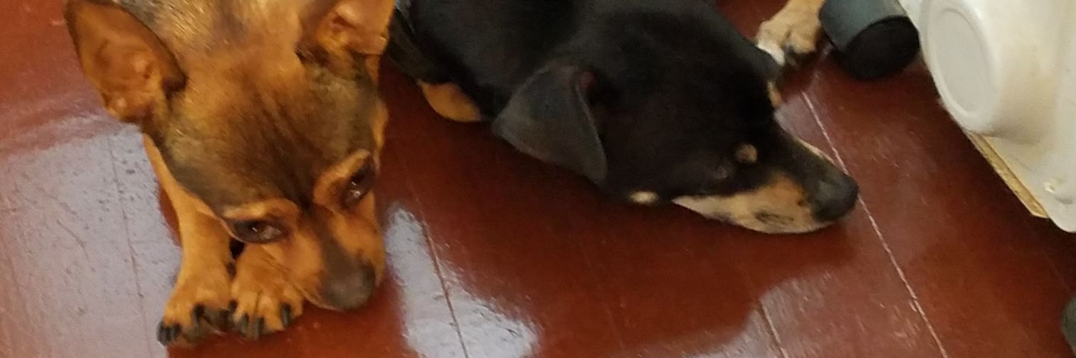 puffski2002's profile banner image