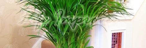 Bobby Sheppard banner