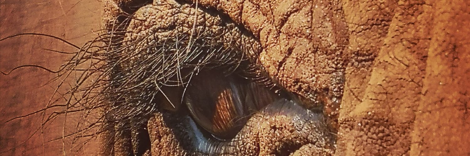 ActionForElephantsUK's banner