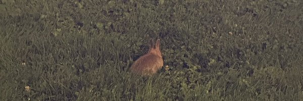 chenchenwrites Profile Banner