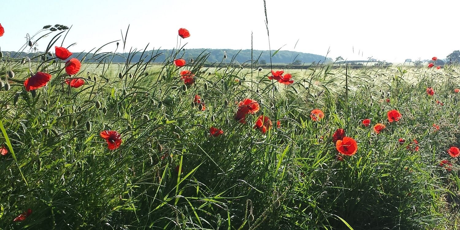 HeidelKarl's profile banner image