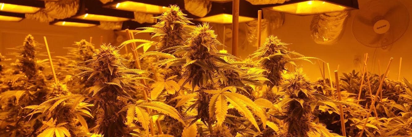THCaz420's profile banner image